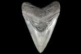 Serrated, Fossil Megalodon Tooth - Very Symmetrical #86275-1